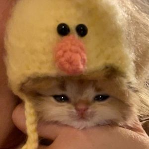 Meet your Posher, Quinn